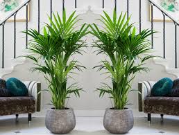 R eal palm trees, is an exclusive palm tree broker; Palm Plant For Living Room Novocom Top