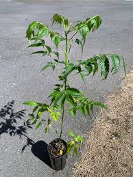 Image result for Melia azedarach