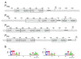 (1) a syllabic genre which follows the alleluia in the mass. Features Of The Heat Shock Promoter Sequences And Definition Of Hspr Download Scientific Diagram