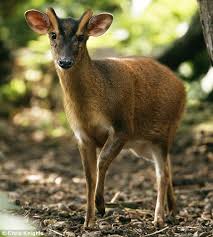 Before considering a muntjac as a pet, you must check with local authorities to see if they are legal to own. Muntjac Deer Pet For Sale Canada Pet S Gallery