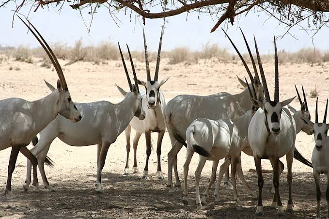 A Guide to the Exotic Wildlife of the UAE - The Luxury Travel Channel