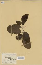 Image result for Pouteria altissima