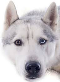 Maybe you would like to learn more about one of these? Siberian Husky Eye Colors All About The Different Types Husky Eyes Husky Siberian Husky