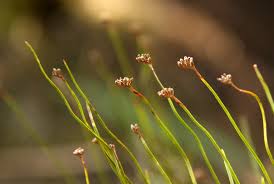 Image result for Schizaea pectinata