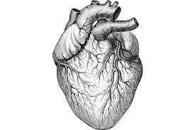 Check spelling or type a new query. Creating The First Lab Made Human Heart The Verge