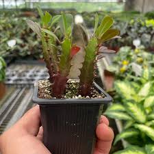 Image result for Euphorbia ugandensis