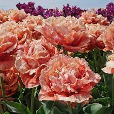 The sensual final touch is a gorgeous and generous blend of precious woods, vanilla and muscs. Tulpe Sensual Touch Tulipa Fluwel