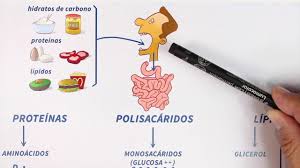 En el día del bioquímico y la bioquímica, compartimos la historia de anita gun, nuestra directora de laboratorio ¡feliz día! Glucolisis Paso A Paso Bioquimica Youtube