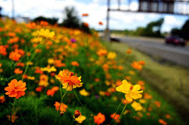 Des milliers de nouvelles images de grande qualité ajoutées chaque jour. New Jersey Roadsides In Bloom With Wildflowers A Help To Pollinators