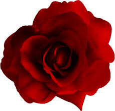 Gran Rosa Roja PNG transparente - StickPNG