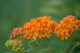 Butterfly Milkweed Asclepias Tuberosa Wilkesboro Nc Asclepias Tuberosa Asclepias Milkweed
