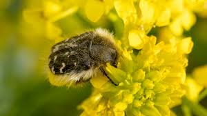 Image result for Tropinota hirta