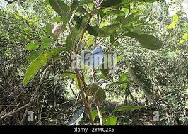 Image result for Elaeodendron croceum
