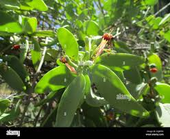 Image result for Tapinanthus oleifolius