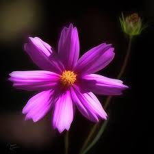 Radiant Cosmos By Teresa Wilson Flowers Nature Cosmos Artist At Work