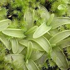 1 x beautiful mature pinguicula primuliflora on offer. Pinguicula Primuliflora Alchetron The Free Social Encyclopedia