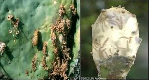 Find out how to easily identify and get rid of these pesky moths. February 2020 Iwire Newsletter