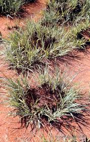 Image result for Anthephora pubescens