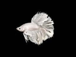 If your fish has stopped making bubble nests and is not enthusiastic about food, it may be dying of old age. How To Comfort A Dying Betta Fish Everything You Need To Know