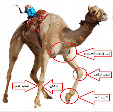 العرج أو الضلاع فى هجن السباقات كاميولا 1