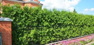 Because this plant grows tall and narrow, it's perfect for planting in a row to create a screen, as. Hedge Vs Fence Pros Cons Comparisons And Costs