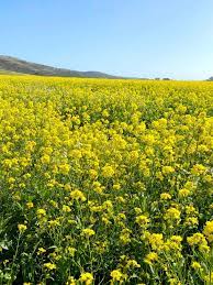 Check spelling or type a new query. The Wild Mustard Fields In Half Moon Bay Everything You Need To Know