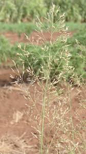 Image result for Eragrostis botryodes