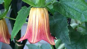 Image result for Canarina