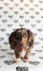 We offer an amazing collection of dachshund puppies for adoption. Dixon Dachshunds Akc Longhair And Smooth Dachshunds