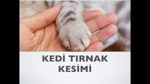 kedi tirnagi nasil kesilir youtube