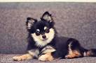 Pomchi (Pomeranian-Chihuahua mix) Info, Temperament ...