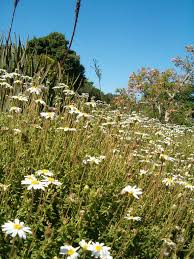 Image result for Felicia mossamedensis