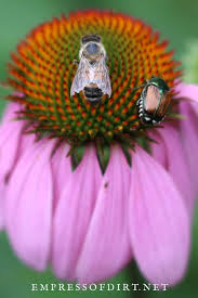 It has also been reported that the leaves of the four o'clock also irresistably draw japanese beetles to them in a fatal attraction that poisons the little garden pests. How To Catch Japanese Beetles Invasive Pest Tip Empress Of Dirt