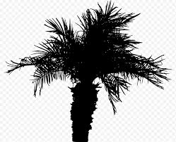 Lubang diisi dengan natrium arsenit 20 cc per pokok. Siluet Pohon Palem Pohon Pohon Palem Kurma Cabang Kelapa Sawit Sabal Palm Png Klipartz