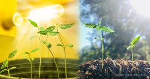 So, get it in your growing space without having to adjust tens and hundreds of cfls and leds. When Can Seedlings Be Put Under Lights Or In The Sun Sensi Seeds