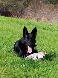 It is recommended to take the puppy to the vet within 48 hours of arrival to approve. Black German Shepherd Puppies Black German Shepherd Puppies For Sale