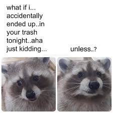 Raccoon Opossum Memes Straight Outta The Trash Screaming Animals Trash Panda Funny Animal Memes