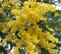10 Golden Mimosa Acacia Baileyana Yellow Wattle Tree Flower Seeds Comb S H Acacia Baileyana Flower Seeds Mimosa Tree