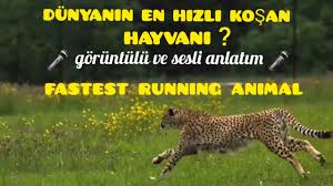 Dunyanin En Hizli Kosan Hayvani Youtube
