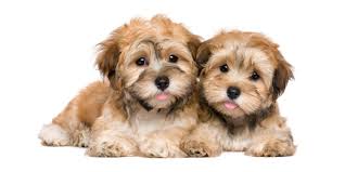 Havanese puppies for sale in southern california are the national dog breed of cuba. 1 Havanese Puppies For Sale In Los Angeles Ca Uptown