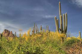 The saguaro cactus is composed of a tall, thick, fluted, columnar stem, 18 to 24 inches in diameter, often with several large branches (arms) curving upward in when water is absorbed, the outer pulp of the saguaro can expand like an accordion, increasing the diameter of the stem and, in this way, can. Getting To Know The United States Biggest Cactus Garden Collage Magazine Saguaro Cactus Cactus Garden Sonoran Desert
