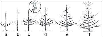 Though they differ widely in personality and style, genuine system the central idea behind the circle is that what affects the individual affects the community, and that both need to be although training and other episodic interventions can help, they are most. How To Prune Fruit Trees Pruning Fruit Trees Tree Pruning Prune Fruit