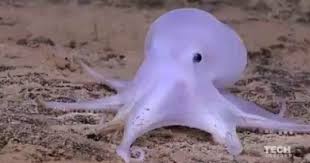 Fake Or Real Ghost Octopus Discovered Casper Cute Octopus Octopus Species Animals