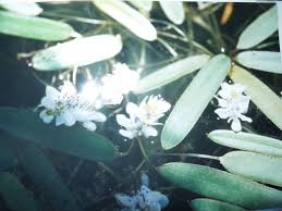 Image result for Aponogeton stuhlmannii