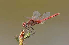 On Line Guide To The Dragonflies And Damselflies Of Britain