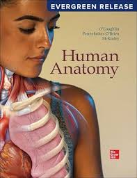 Human Anatomy: 2024 Release/Evergreen by Michael McKinley, Valerie  O'Loughlin and Elizabeth Pennefather-O'Brien: New loose_leaf (2024)