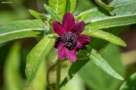 Image result for Aspilia kotschyi