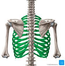 Rippen Costae Anatomie Aufbau Gelenke Und Bander Kenhub