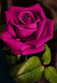 60 Different Colors Of Roses Enjoy Lovely Rose Flowers Collection Pretty Flowers Beautiful Flowers Beautiful Roses