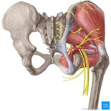 It pulls the leg toward the body's midline (i.e. Hip And Thigh Bones Joints Muscles Kenhub